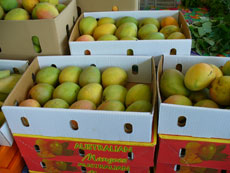 Bowen mangoes - the aroma is breathtaking